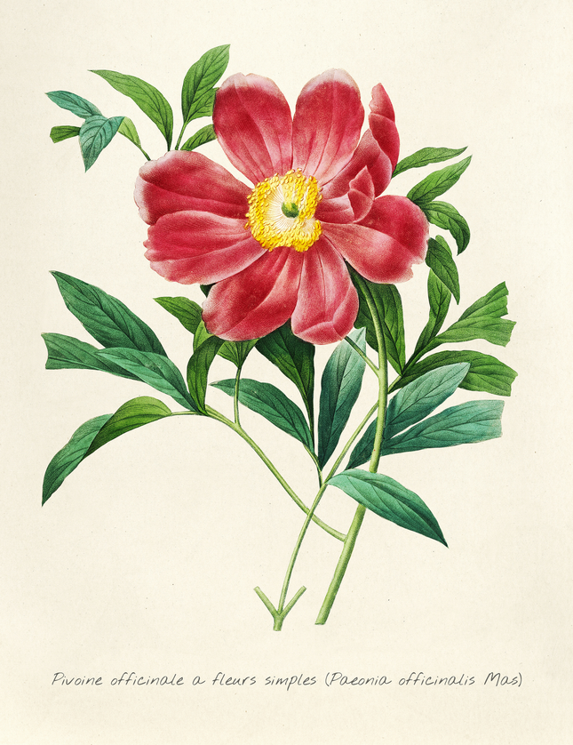 Vintage Peony Botanical Art Print | Paeonia Officinalis