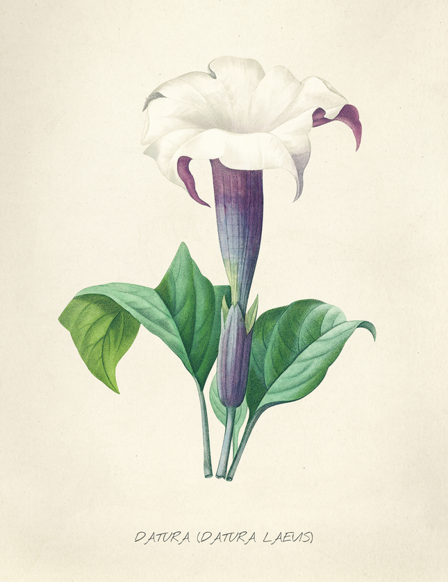 Datura Flower Botanical Illustration Vintage Art Print