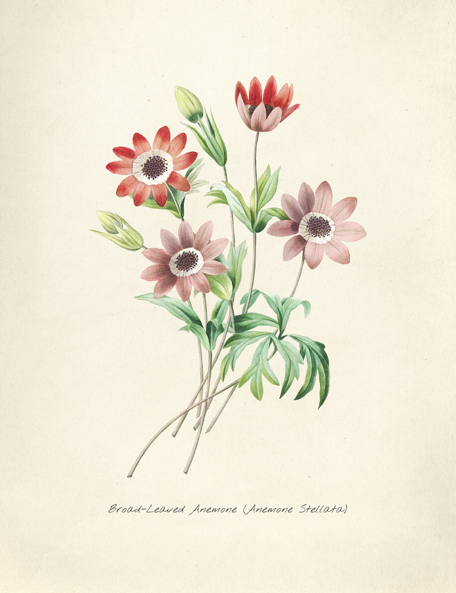 Broad-Leaved Anemone Botanical Print