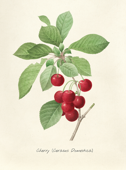 Vintage Cherry Botanical Illustration Poster