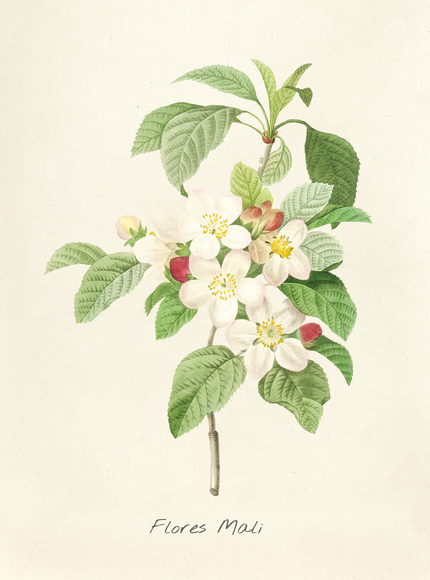 Flores Mali Apple Blossom Botanical Print