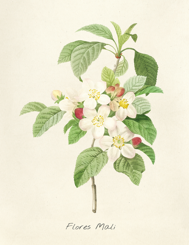 Flores Mali Apple Blossom Botanical Print