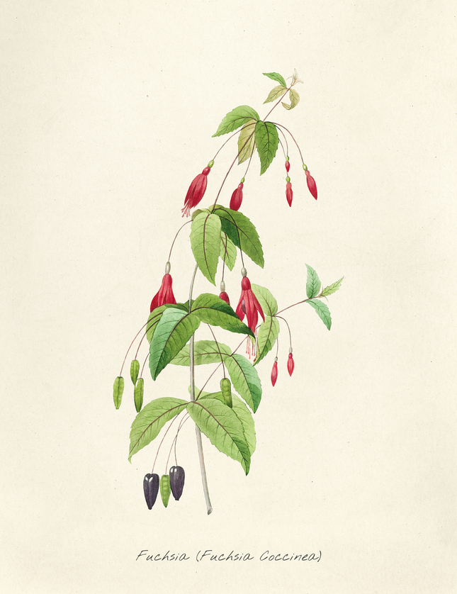 Fuchsia Coccinea Botanical Vintage Illustration Art Print