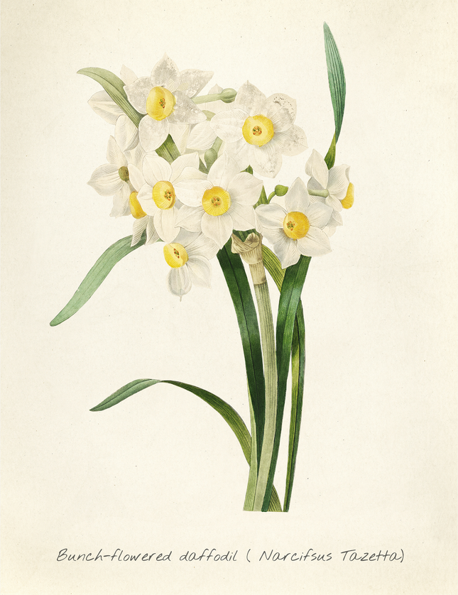Bunch-Flowered Daffodil Botanical Print - Narcissus Tazetta