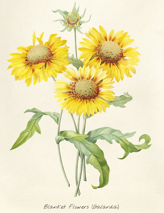 Blanket Flowers Botanical Poster - Vintage Gaillardia Print