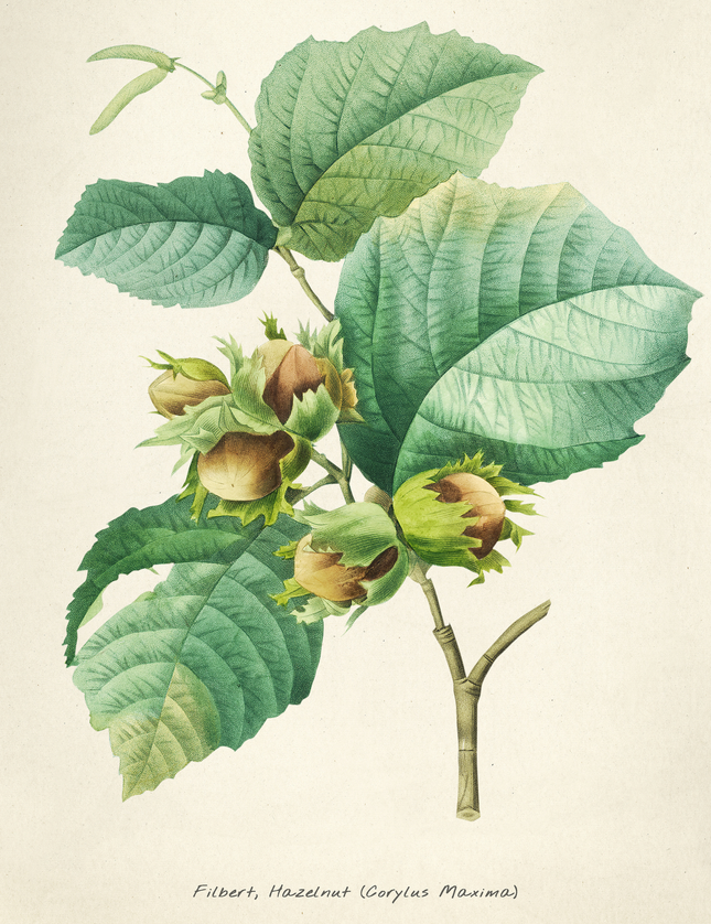 Filbert Hazelnut Botanical Print - Vintage Plant Illustration