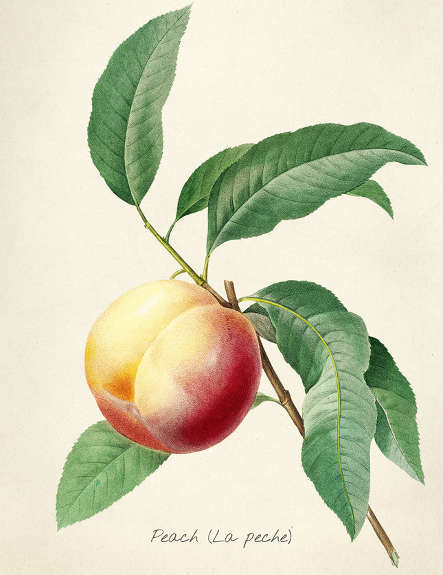 Botanical Peach Illustration Poster | Vintage Fruit Art Print