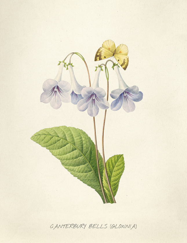 Canterbury Bells Botanical Print | Vintage Gloxinia Flower Poster