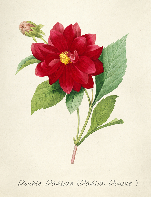 Double Dahlias Vintage Botanical Art Print
