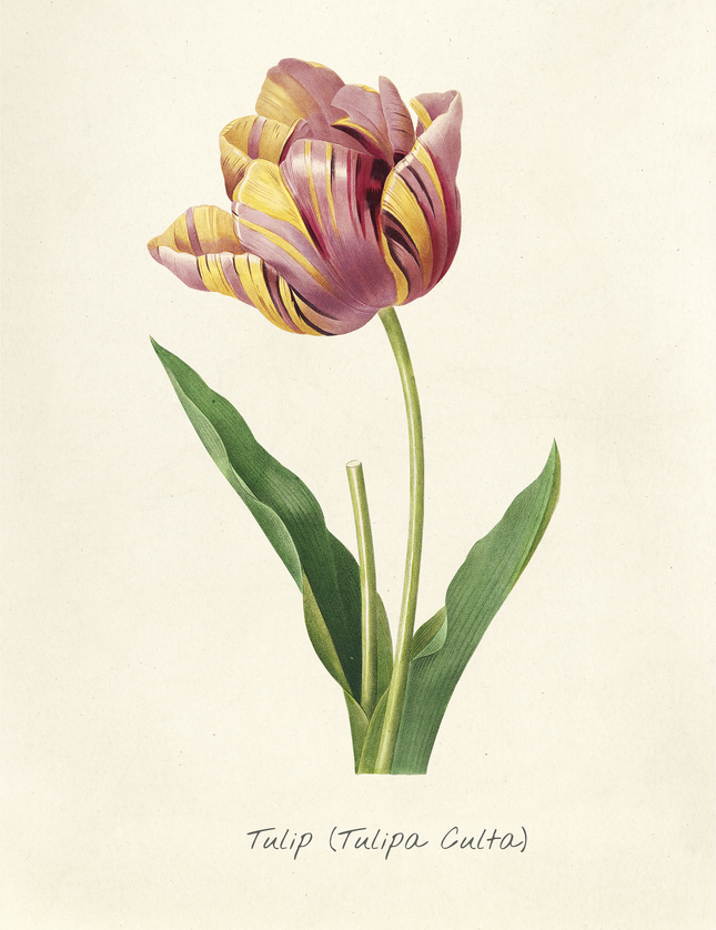 Vintage Tulip Botanical Print | Tulipa Culta Art Poster