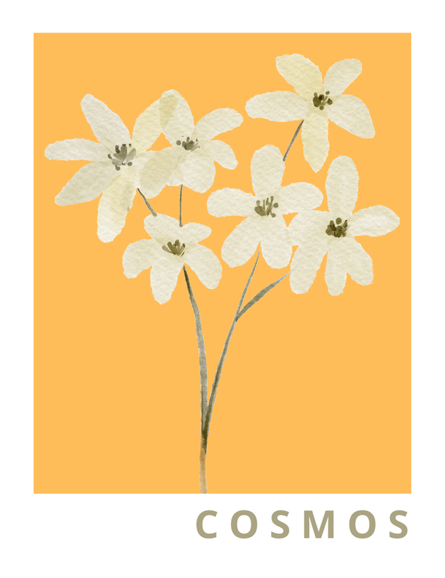Cosmos Flower Illustration Poster - Warm Yellow Background