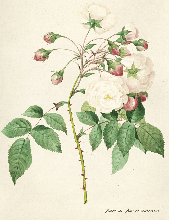 Adelia Aurelianensis Vintage Rose Botanical Print - Framzio