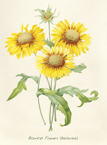 Blanket Flowers Botanical Poster - Vintage Gaillardia Print - Framzio