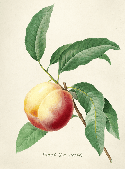 Botanical Peach Illustration Poster | Vintage Fruit Art Print - Framzio
