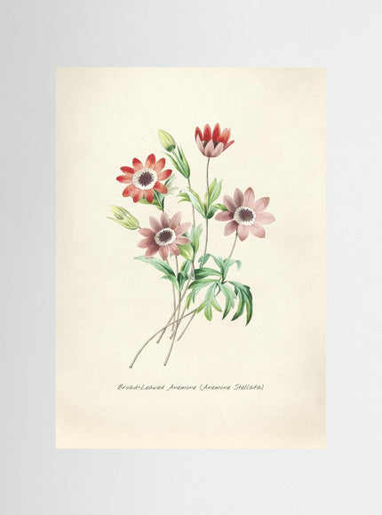 Blomma 16