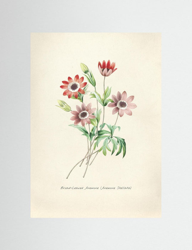 Blomma 16
