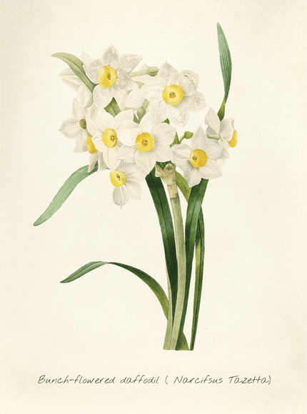 Bunch - Flowered Daffodil Botanical Print - Narcissus Tazetta - Framzio