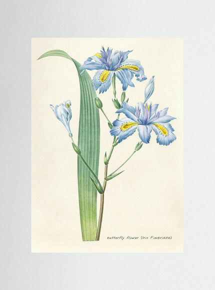 Blommor 27
