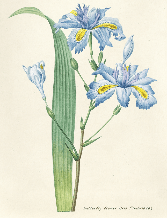 Butterfly Flower Iris Botanical Illustration Poster - Framzio