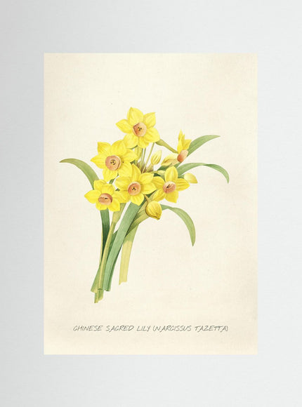 Blomma 8