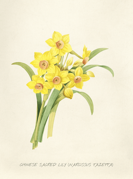 Chinese Sacred Lily Narcissus Botanical Vintage Art Print - Framzio