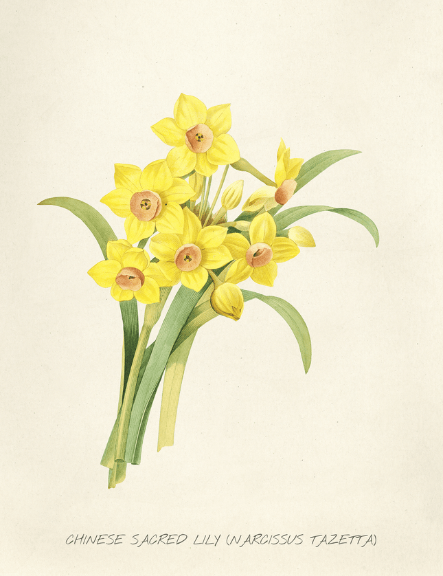 Chinese Sacred Lily Narcissus Botanical Vintage Art Print - Framzio