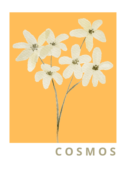 Cosmos Flower Illustration Poster - Warm Yellow Background - Framzio
