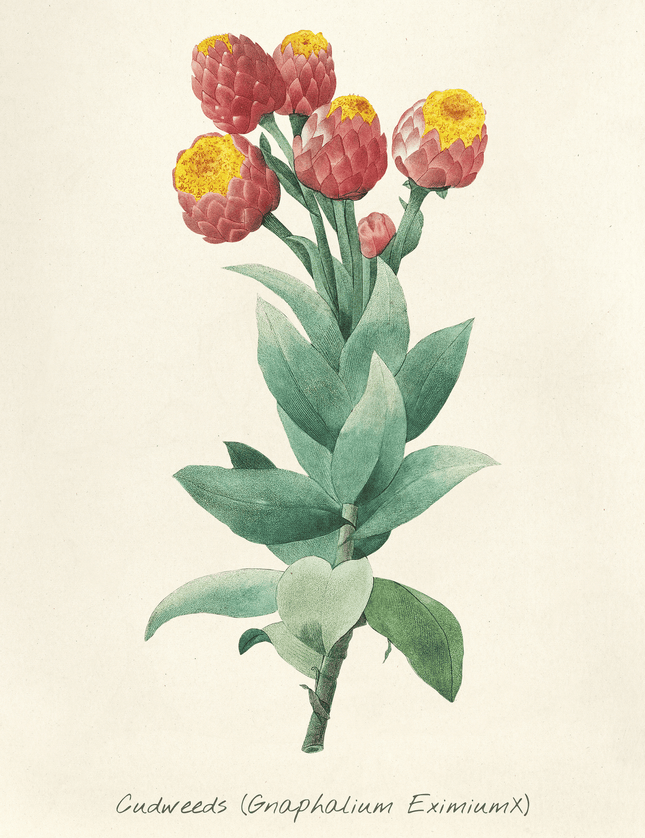 Cudweeds Botanical Art Print | Vintage Flower Illustration - Framzio