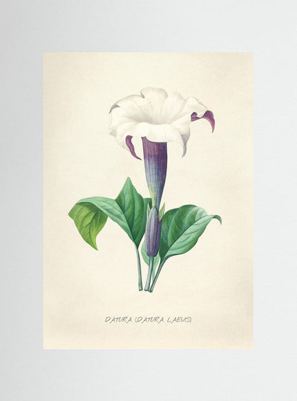 Blomma 15
