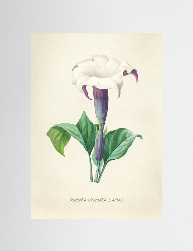 Blomma 15