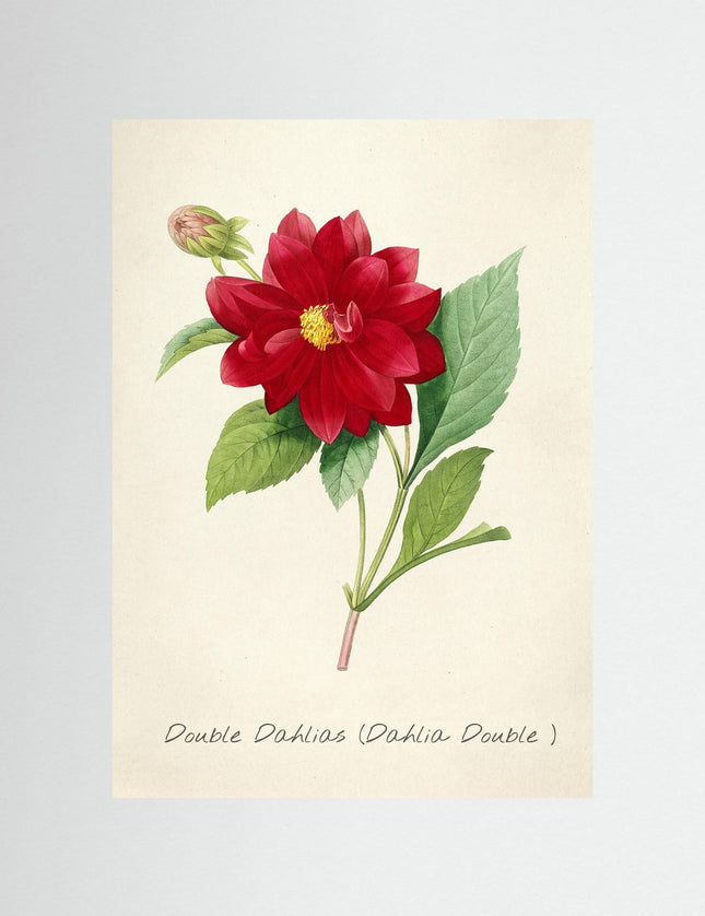 Blomma 5