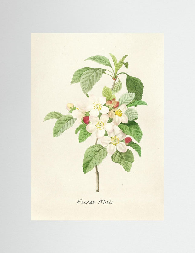 Blomma 18