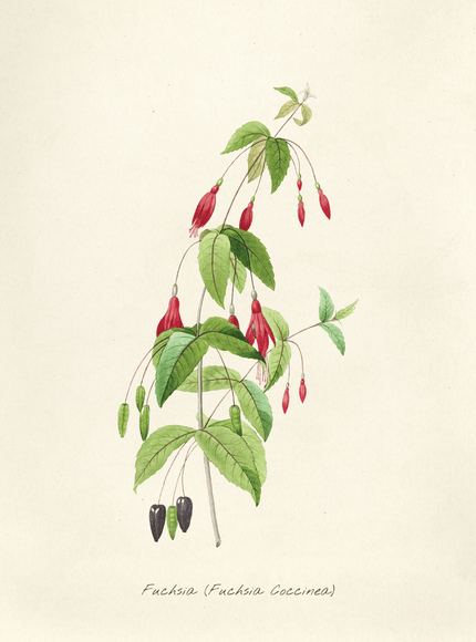 Fuchsia Coccinea Botanical Vintage Illustration Art Print - Framzio