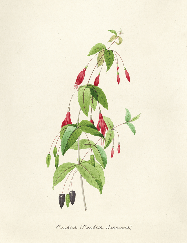 Fuchsia Coccinea Botanical Vintage Illustration Art Print - Framzio