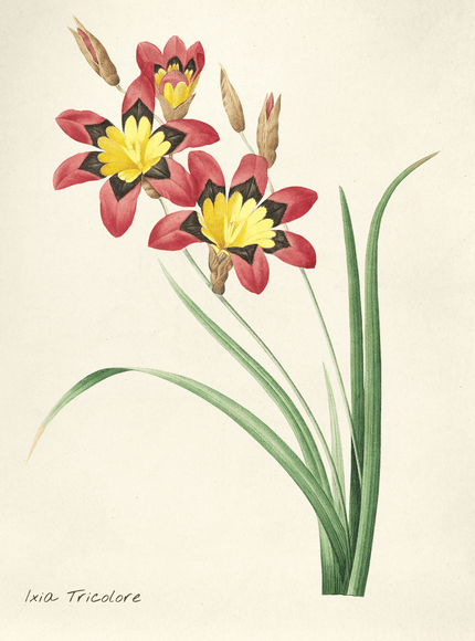 Ixia Tricolore Botanical Illustration Poster - Framzio