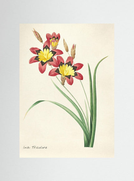 Blommor 27