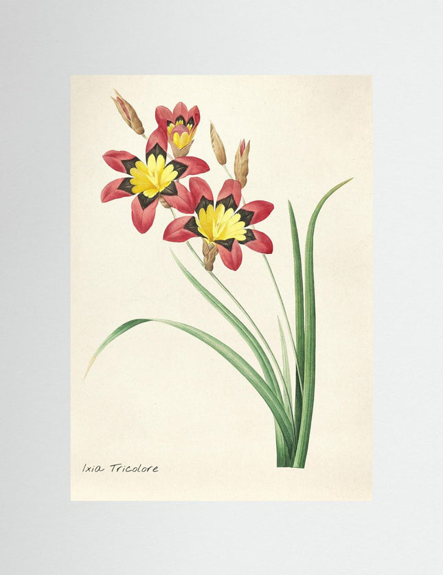 Blommor 27