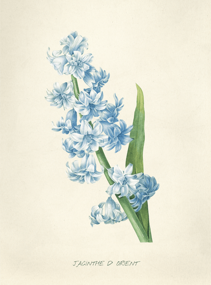 Jacinthe d'Orient Hyacinth Botanical Print - Framzio
