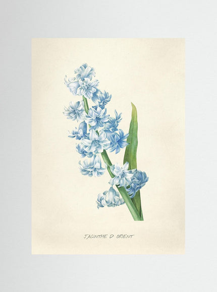 Blomma 4