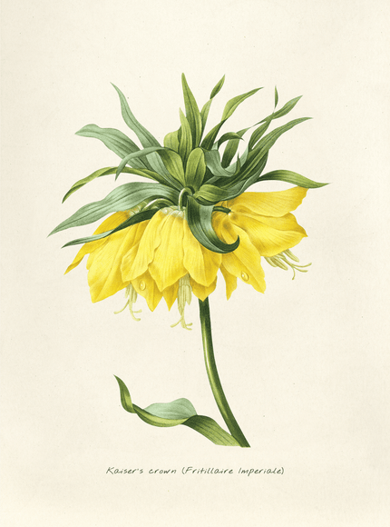 Kaiser's Crown Botanical Illustration Poster - Framzio
