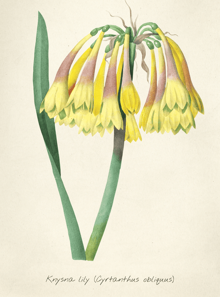 Krysna Lily Botanical Print – Vintage Yellow Flower Art - Framzio