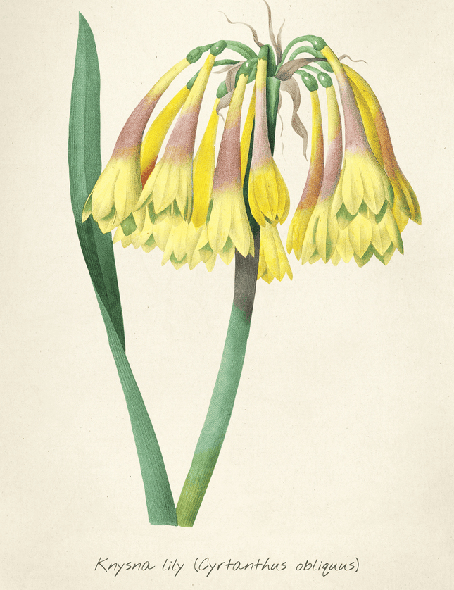 Krysna Lily Botanical Print – Vintage Yellow Flower Art - Framzio