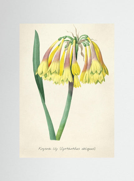 Blommor 26