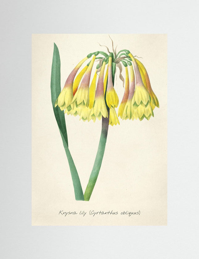 Blommor 26