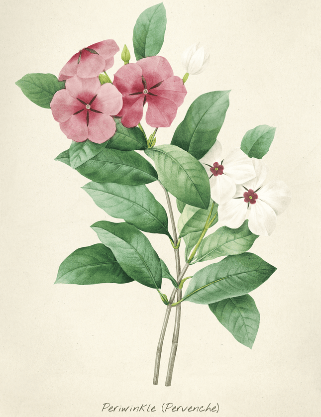 Periwinkle Botanical Art Print - Vintage Flower Illustration - Framzio