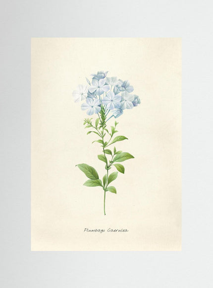 Blomma 6