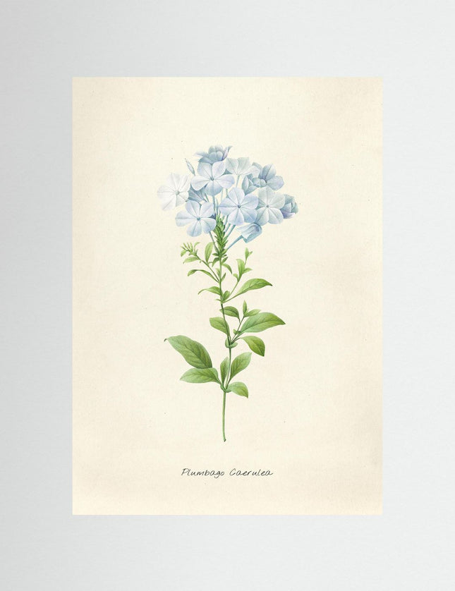Blomma 6