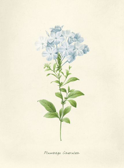 Plumbago Coerulea Botanical Poster - Vintage Floral Art Print - Framzio