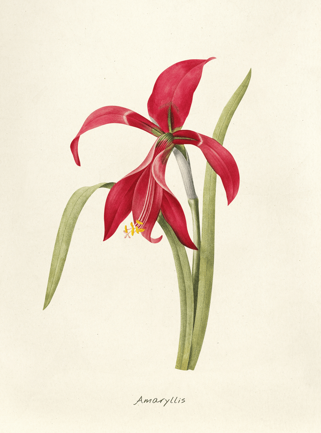 Red Amaryllis Botanical Art Print | Vintage Flower Poster - Framzio