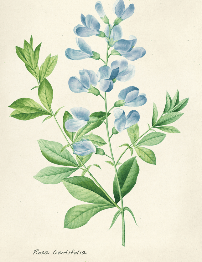 Rosa Centifolia Botanical Watercolor Poster - Framzio